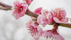 How Water Works To Keep Fruit Crops Free From Frost