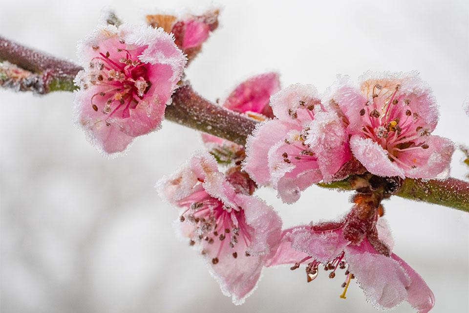 How Water Works To Keep Fruit Crops Free From Frost