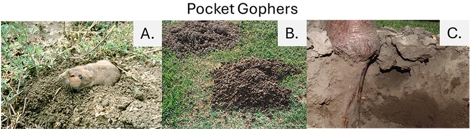 Pocket gophers collage