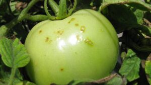 Reasons Revealed Why Bacterial Spot of Tomato Spreads So Easily