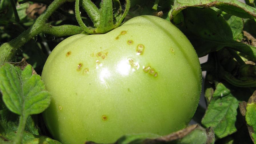 Bacterial spot of tomato symptoms