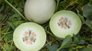 15 Less Common Melons Growers Should Add to Their Portfolio