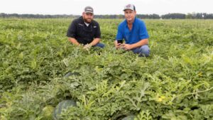How New Irrigation Tech Is Working Wonders for Florida Watermelon Growers