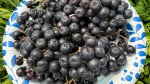 Niche Super Fruits Berry Growers Should Know