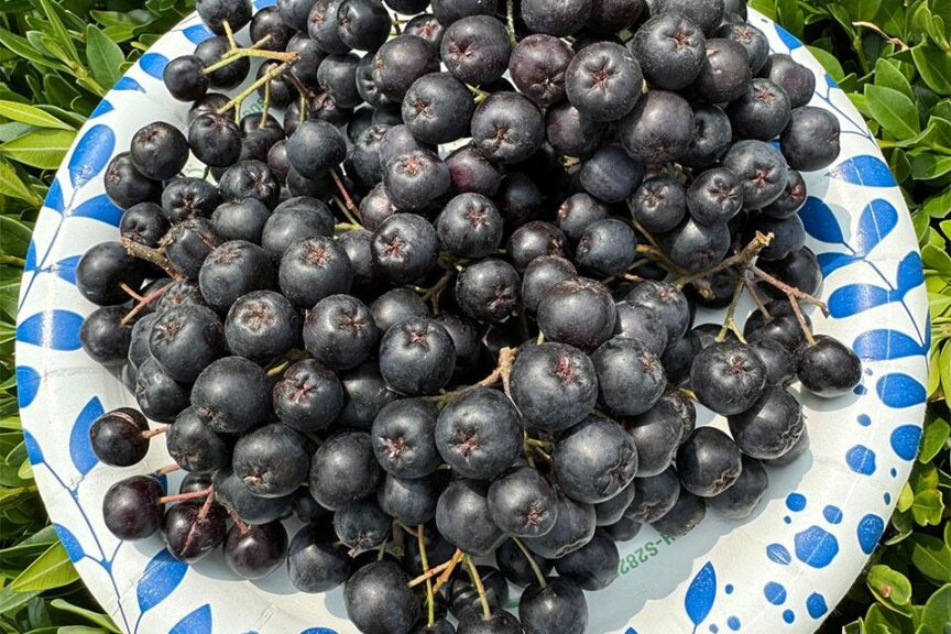 May: Niche Super Fruits Berry Growers Should Know