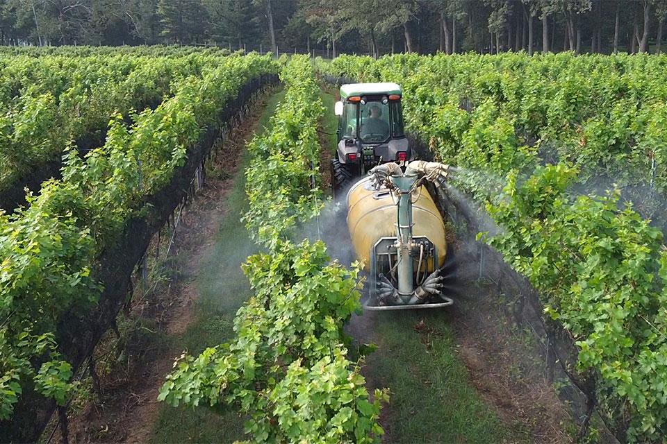 Challenges and Solutions for Efficient Vineyard Canopy Management