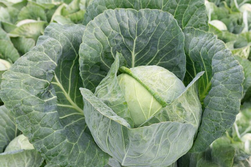 Conqueror F1 (Bejo Seeds Inc.)