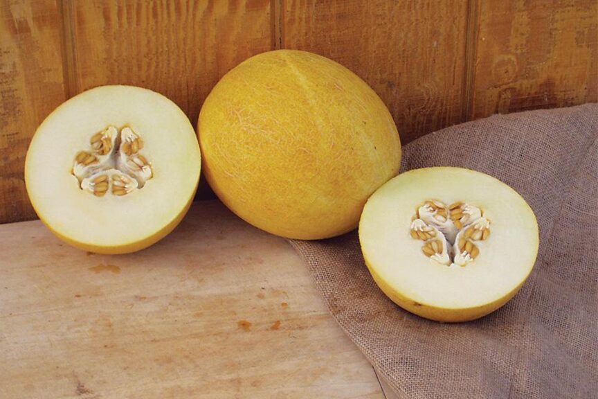 Sensation (Hollar Seeds, Rupp Seeds)