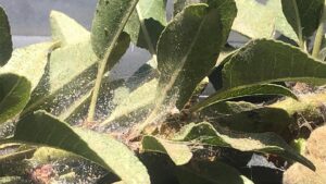 Expert Advice To Help Stop Spider Mites in Their Tracks