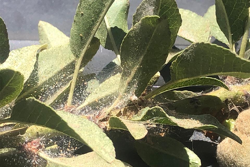 Expert Advice To Help Stop Spider Mites in Their Tracks