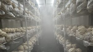 Fondness for Fungi Makes a Good Case for Growing Mushrooms