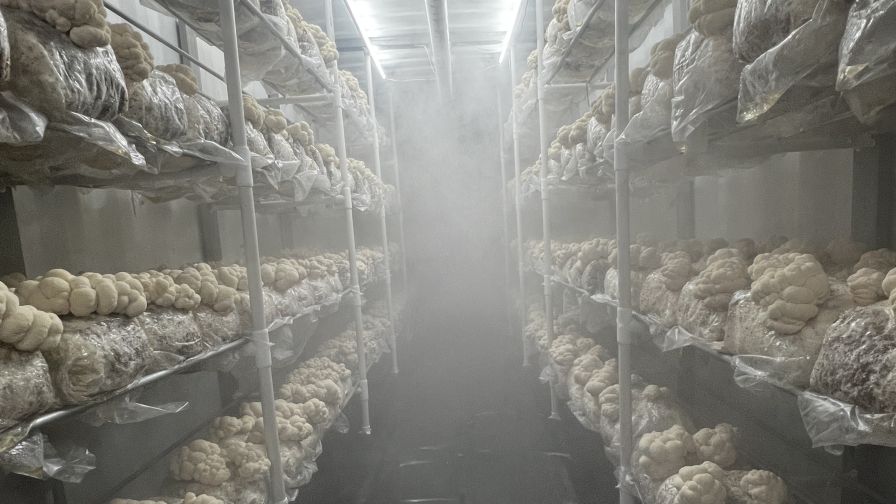 Inside look at Windy City Mushroom