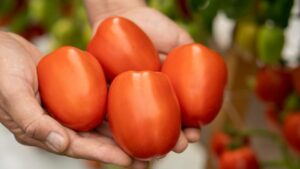 26 Tasty Tomato Varieties You Should Know and Grow Now