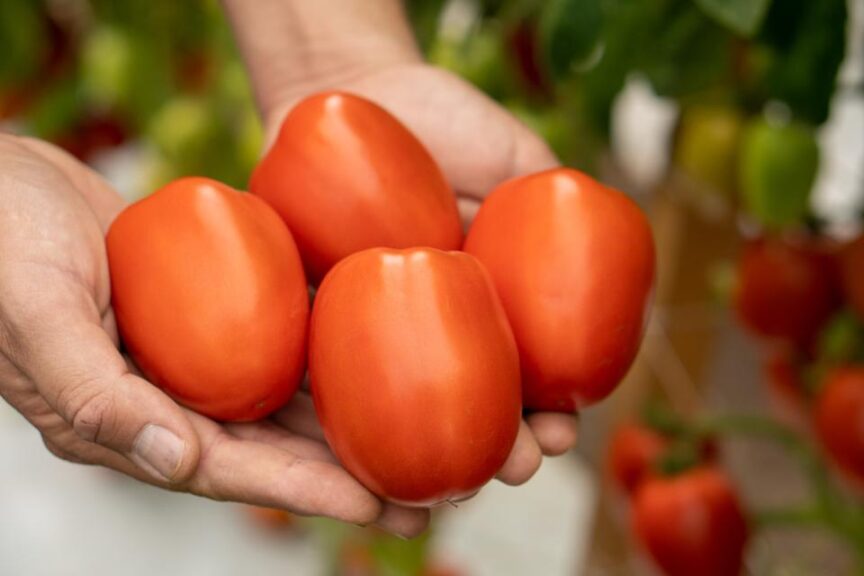 26 Tasty Tomato Varieties You Should Know and Grow Now - Growing