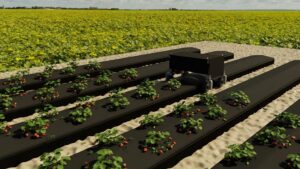 How Digital Twin Technology Can Help Strawberry Growers Gain Ground
