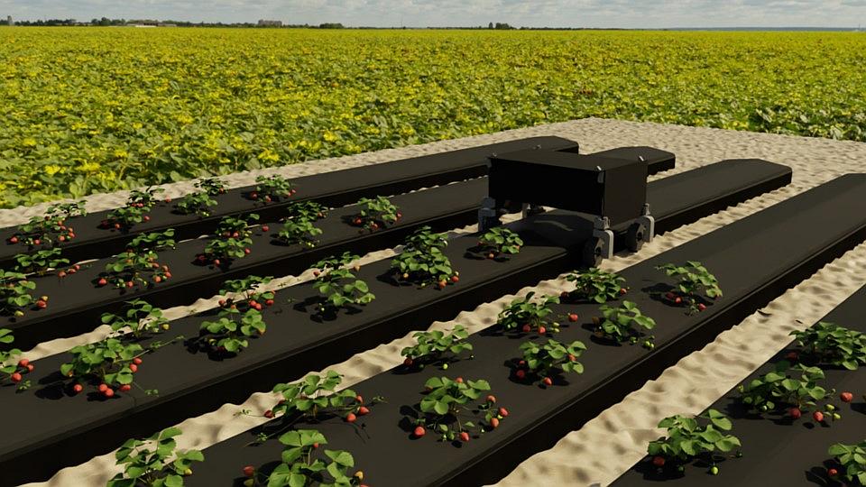How Digital Twin Technology Can Help Strawberry Growers Gain Ground