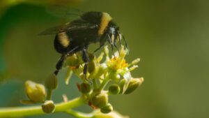 New Studies Show Pollination Power of Bumblebees in Avocado Orchards