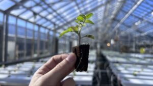 Get To Know the Rootzone Better in Your Greenhouse Crops