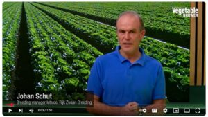 Lettuce Breeding Breakthrough in INSV Resistance [Video]