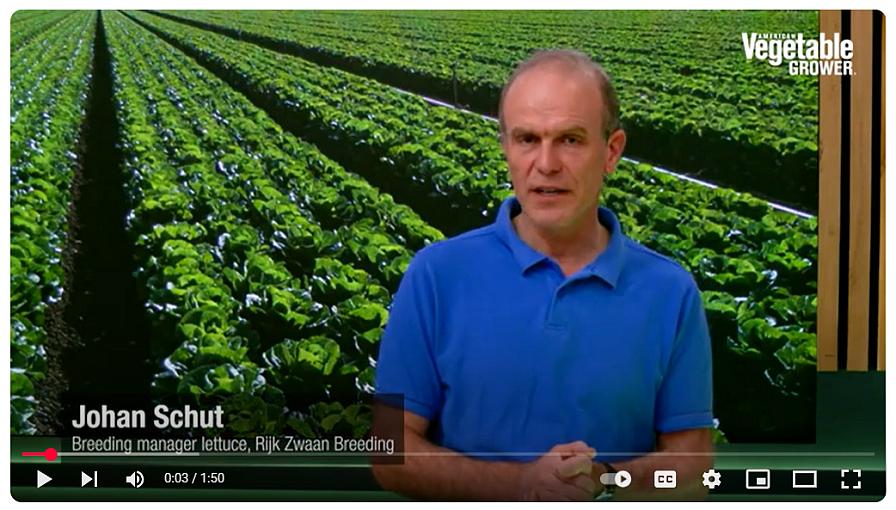 Lettuce Breeding Breakthrough in INSV Resistance [Video]