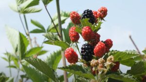 POV: Highlights From 2025 Blackberry Field Day In Arkansas