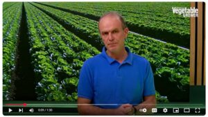 Why Innovation in Lettuce Breeding Matters So Much [Video]
