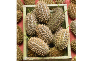 Bush Hog (Seeds by Design)