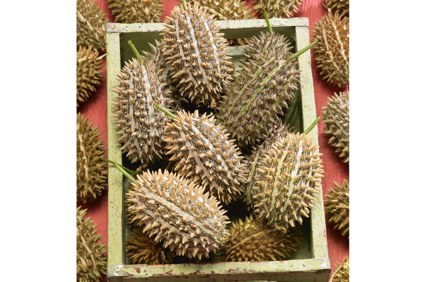 Bush Hog (Seeds by Design)