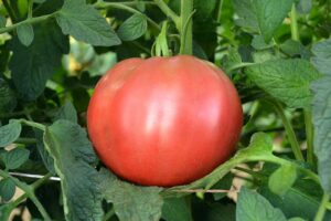 Cherokee Purple (Terra Organics)