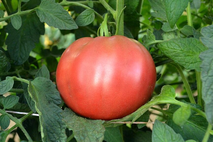 Cherokee Purple (Terra Organics)