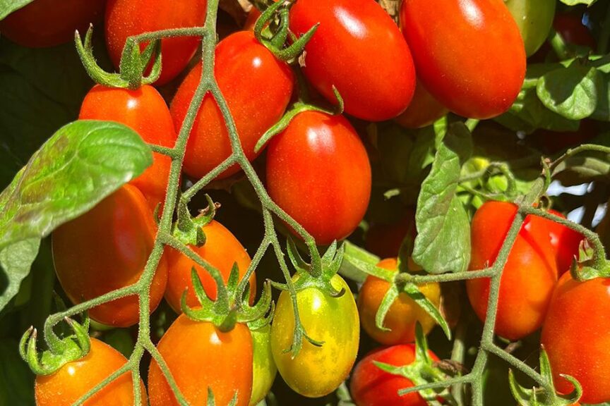 26 Tasty Tomato Varieties You Should Know and Grow Now - Growing