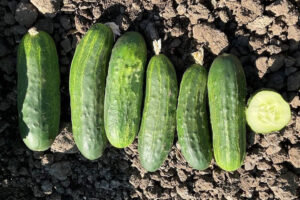 Maddox (Earthwork Seeds, Gowan Seed Company)