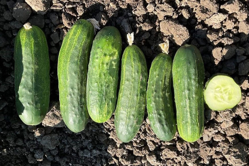 Maddox (Earthwork Seeds, Gowan Seed Company)