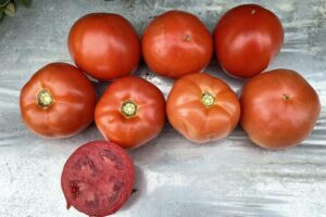 Maverick (Earthwork Seeds, Gowan Seed Company)