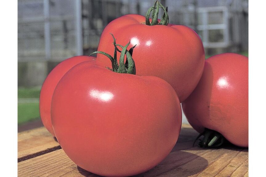 26 Tasty Tomato Varieties You Should Know and Grow Now - Growing