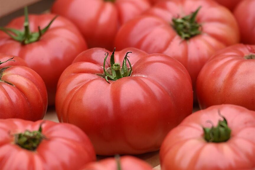 とまとページ 26 Tasty Tomato Varieties You Should Know and Grow Now - Growing