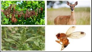 Focusing On the Top Pests for Fruit Growers Right Now