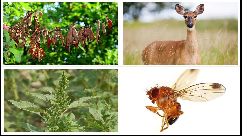 Focusing On the Top Pests for Fruit Growers Right Now