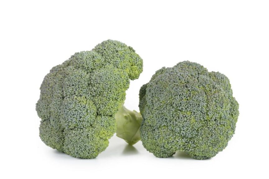 The Latest Broccoli Varieties Growers Need To Check Out - Growing