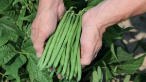 The Best Green Bean Varieties You’ll Want To Grow Now