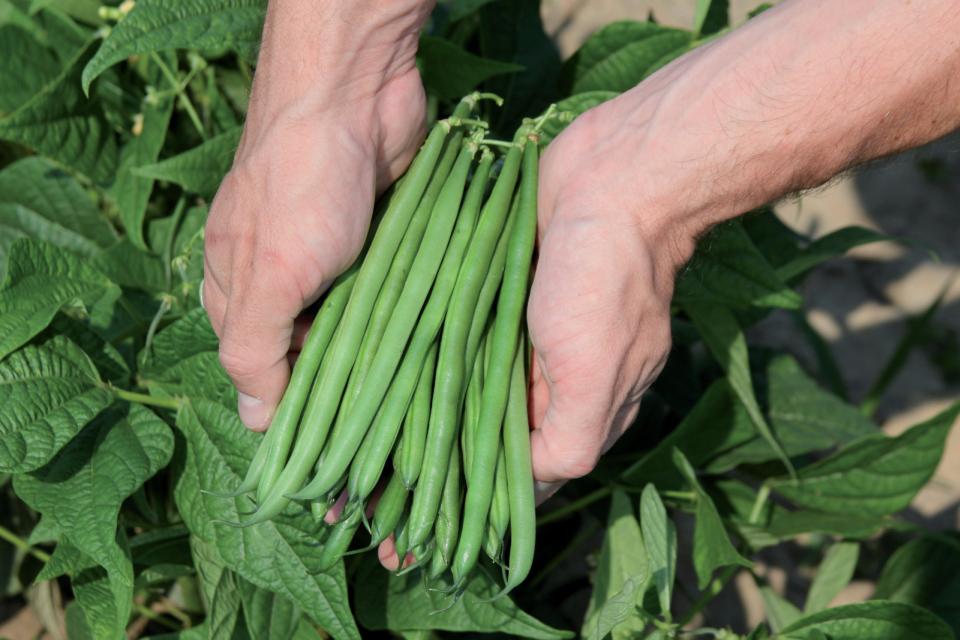 The Best Green Bean Varieties You’ll Want To Grow Now