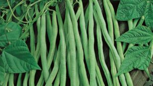 Fortex (Vilmoran-Mikado USA, Osborne Quality Seeds)