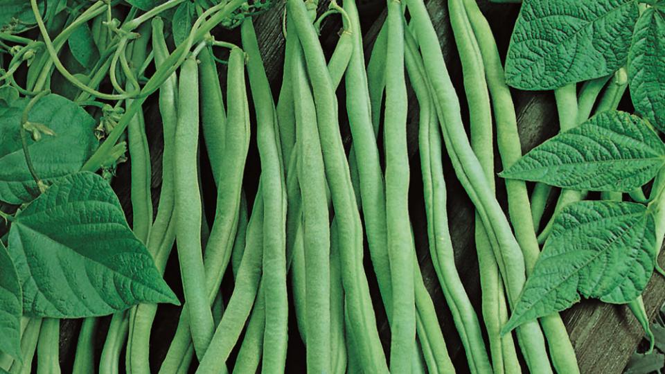 Fortex (Vilmoran-Mikado USA, Osborne Quality Seeds)