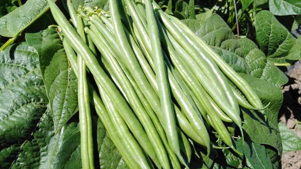Homerun (KWS Vegetables, Osborne Quality Seeds)