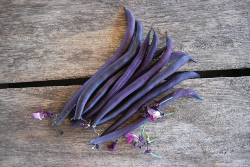 Improved Purple Queen F1 (Pure Line Seeds, Inc., Harris Seeds, Garden Trends Inc.)