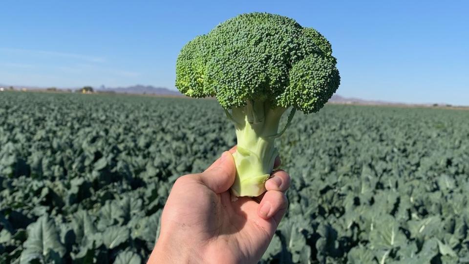 The Latest Broccoli Varieties Growers Need To Check Out