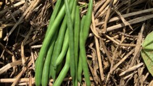 Justify (Seminis Vegetable Seeds)