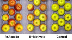 Color Matters in New PGR Strategy for ‘Honeycrisp’ Apples