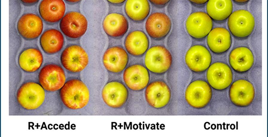 Color Matters in New PGR Strategy for ‘Honeycrisp’ Apples