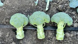 Salinas F1 (Bejo Seeds Inc.)